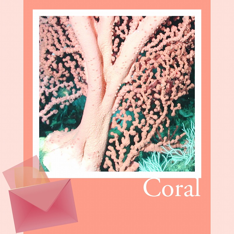 イラスト、写真